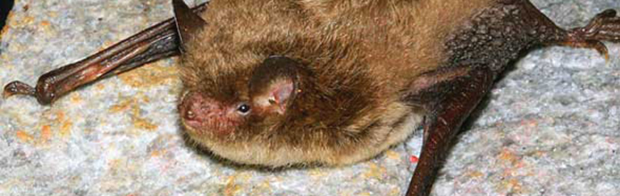 Tipněte si, kolik netopýrů je uloženo k zimnímu spánku v dole Bohumír a získejte vstupenky