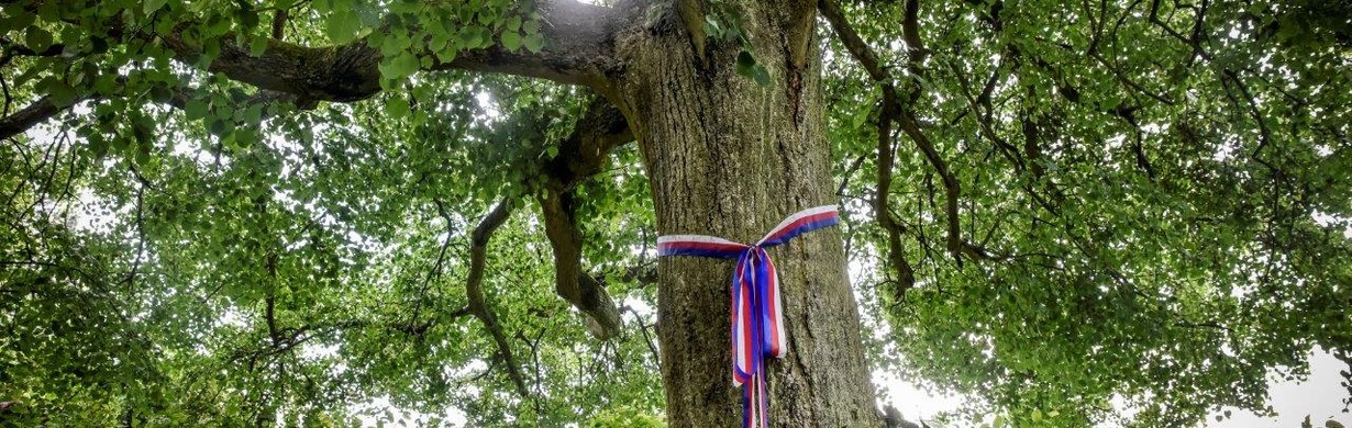 V anketě Strom roku reprezentuje Královéhradecký kraj Rtyňská lípa svobody